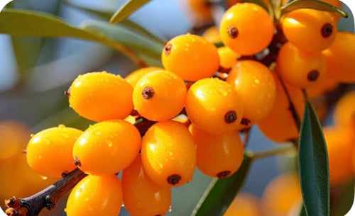 Vitamin C