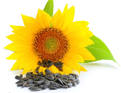 Sunflower Oil